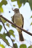 Yellow-bellied Elaenia